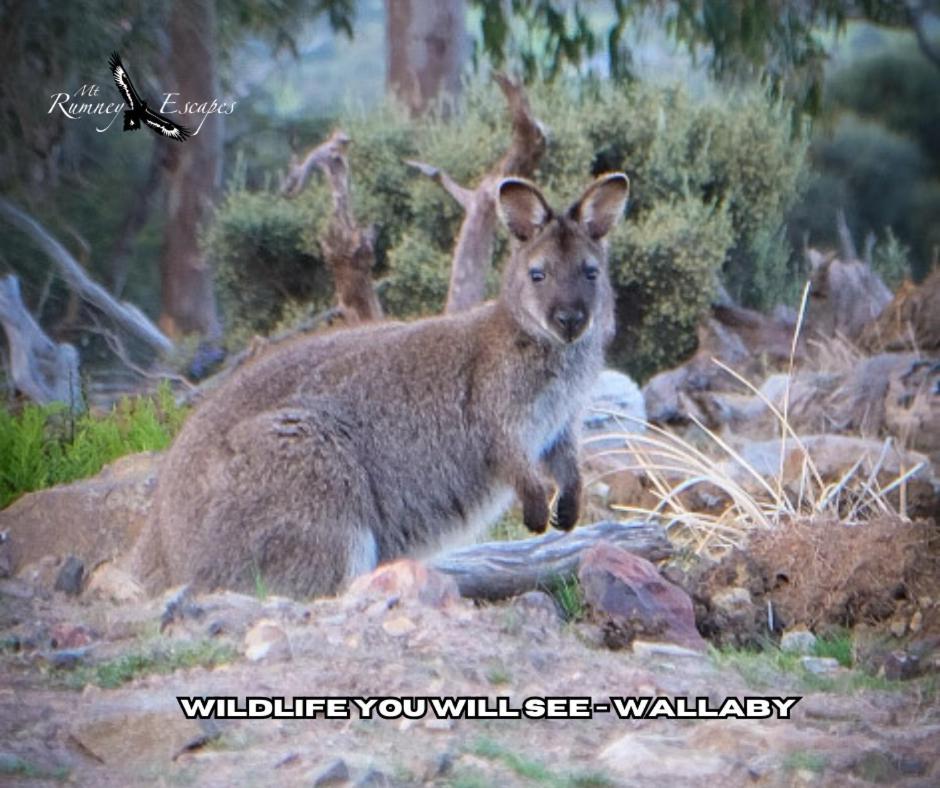 Mount Rumney Escapes Seaview House 1 - Possum House المظهر الخارجي الصورة